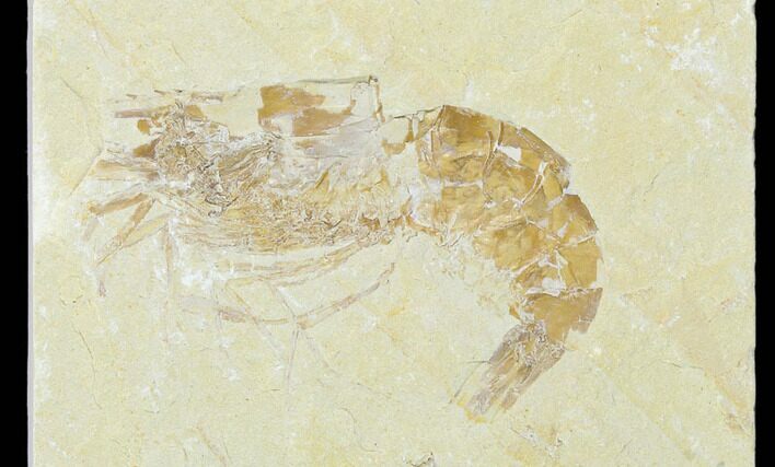 Cretaceous Fossil Shrimp - Lebanon #123898
